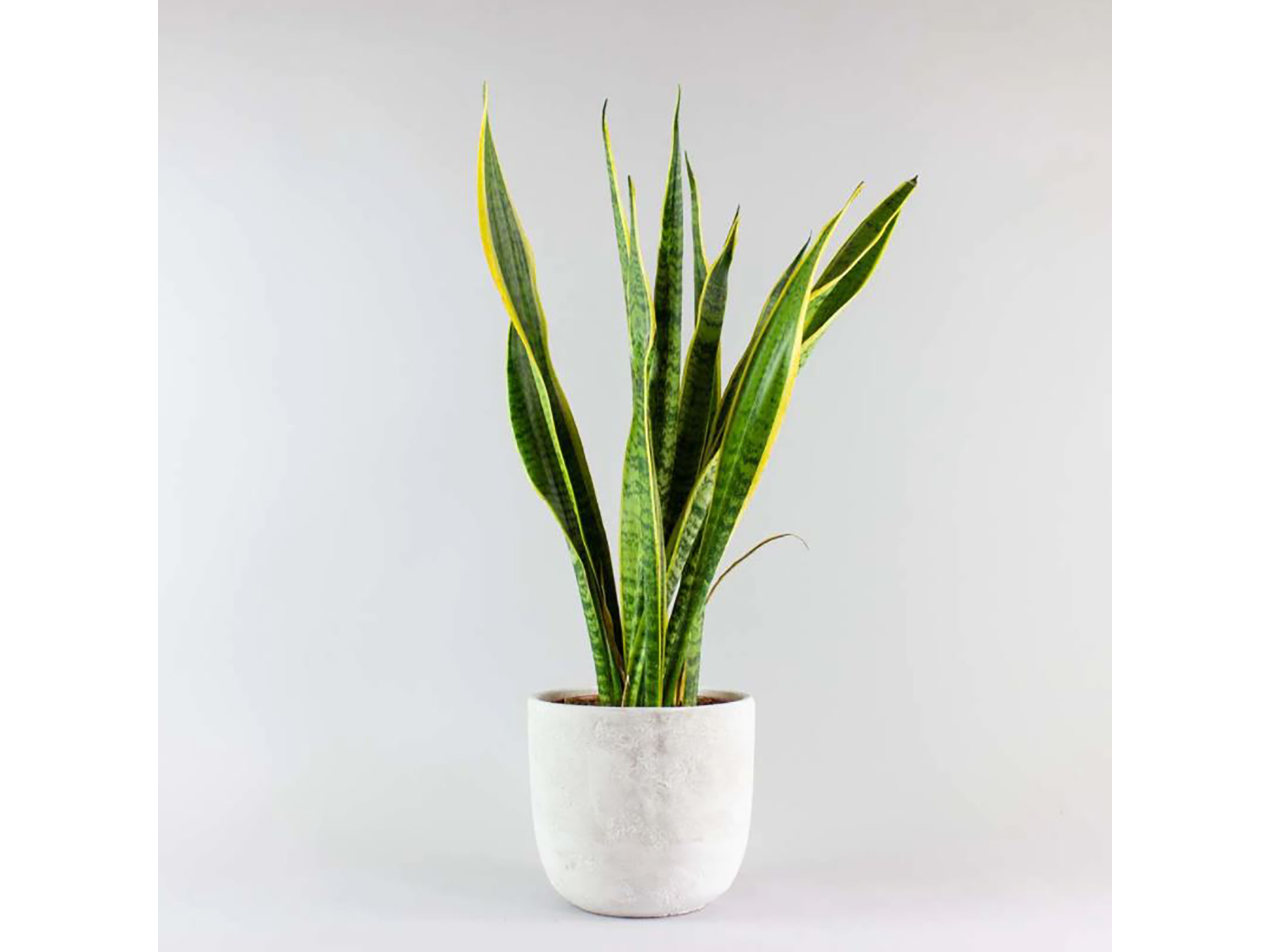 Snake plant.png