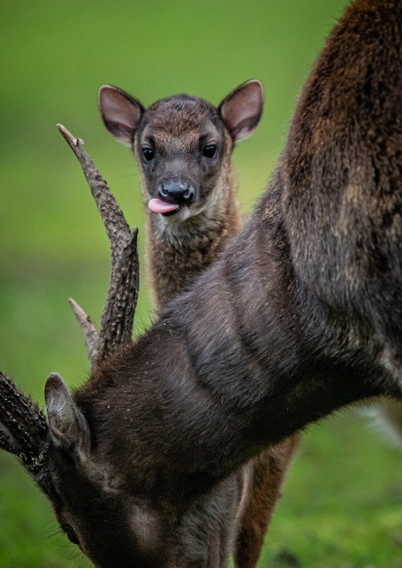The deer has become extinct on several islands in the Philippines (Chester Zoo/PA)