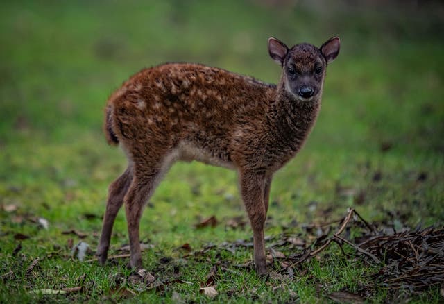 Lyra, a highly endangered Philippine spotted deer, pictured at Chester Zoo (Chester Zoo/PA)