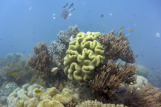 <p>Photo taken on 22 September 2014 shows fish swimming through the coral on Australia’s Great Barrier Reef</p>
