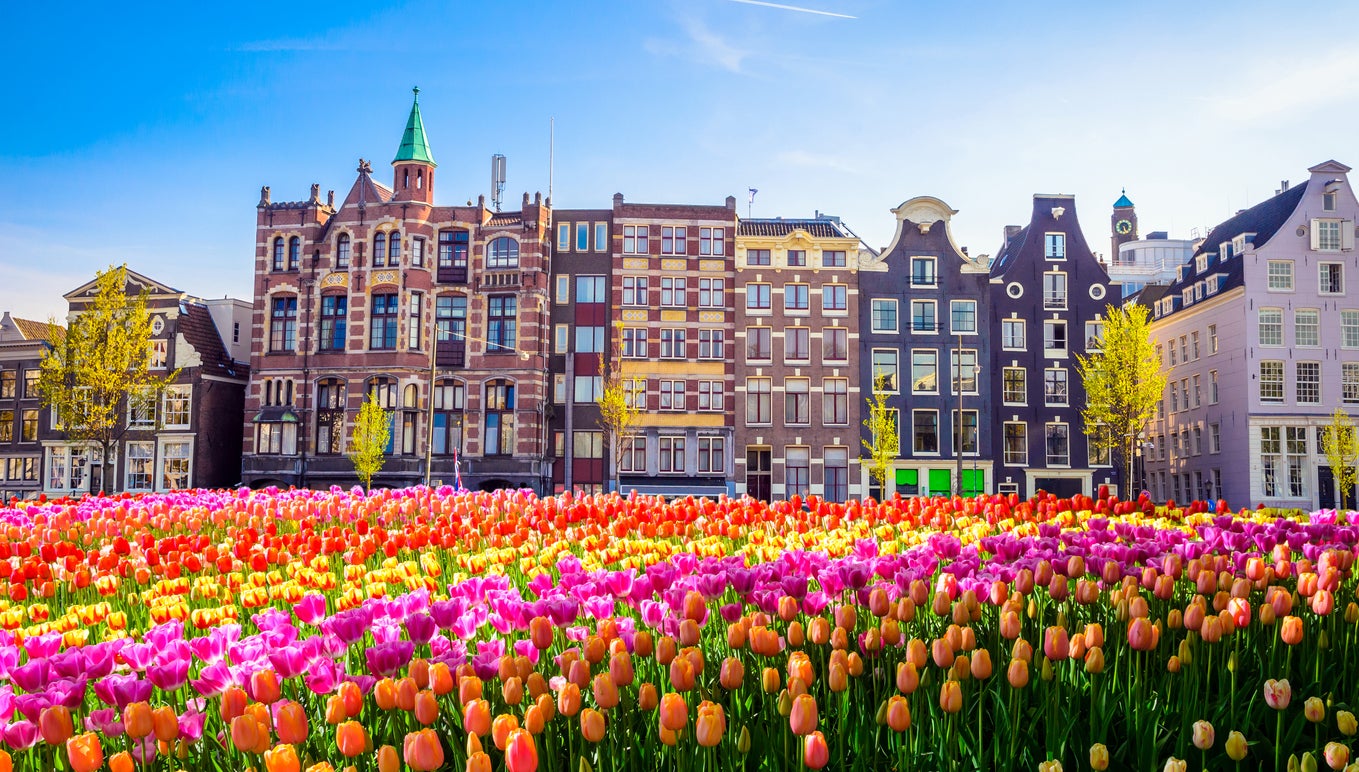 Tulips and traditional architecture in Amsterdam, the Netherlands