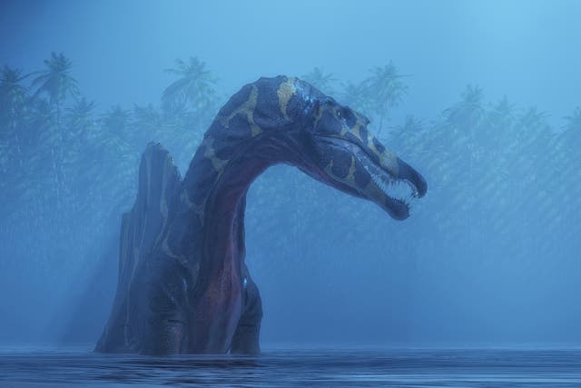 <p>Spinosaurus may have swum to survive </p>