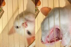 Cat shows off guitar skills in viral video: ‘That’s my favorite song’