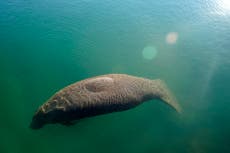 Officials: Florida manatees eat 'every scrap' in food trial