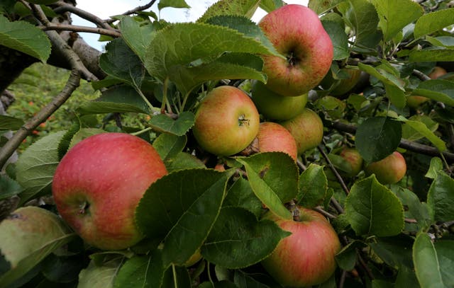 <p>This year has seen a bumper harvest of apples and pumpkins</p>