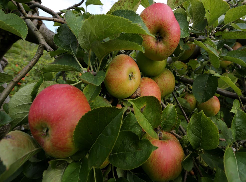 Modern apples are bigger and less acidic than their wild ancestors, a study found (Gareth Fuller/PA)