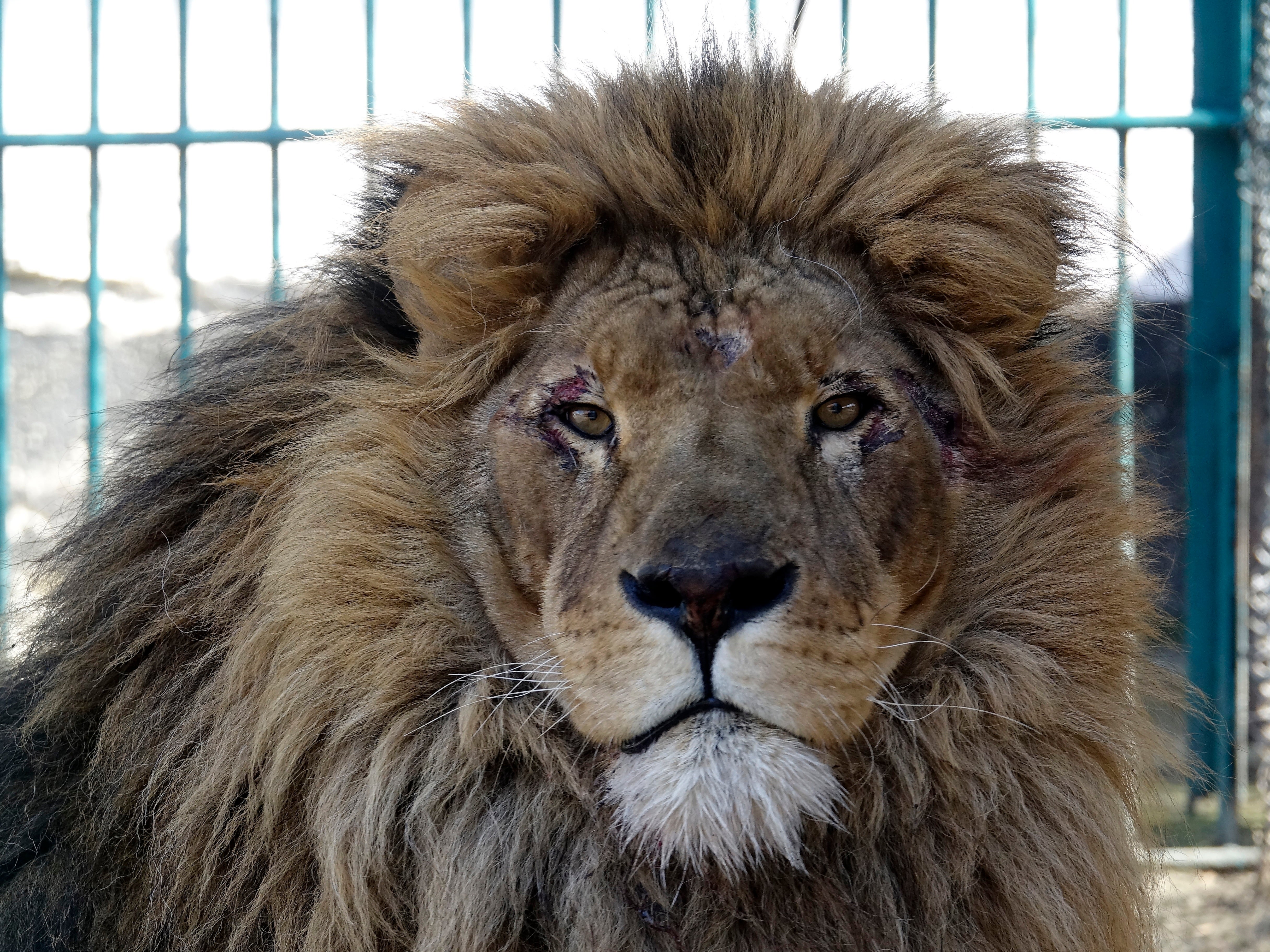 UCRANIA-GUERRA-ANIMALES RESCATADOS