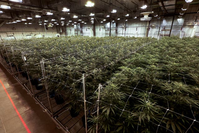 <p>A marijuana grow operation </p>