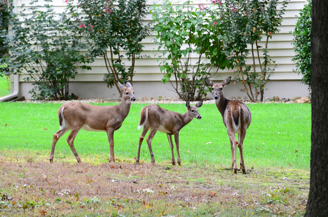 <p>White-tailed deer were recently confirmed for novel coronavirus infection and onward transmission to other deer</p>