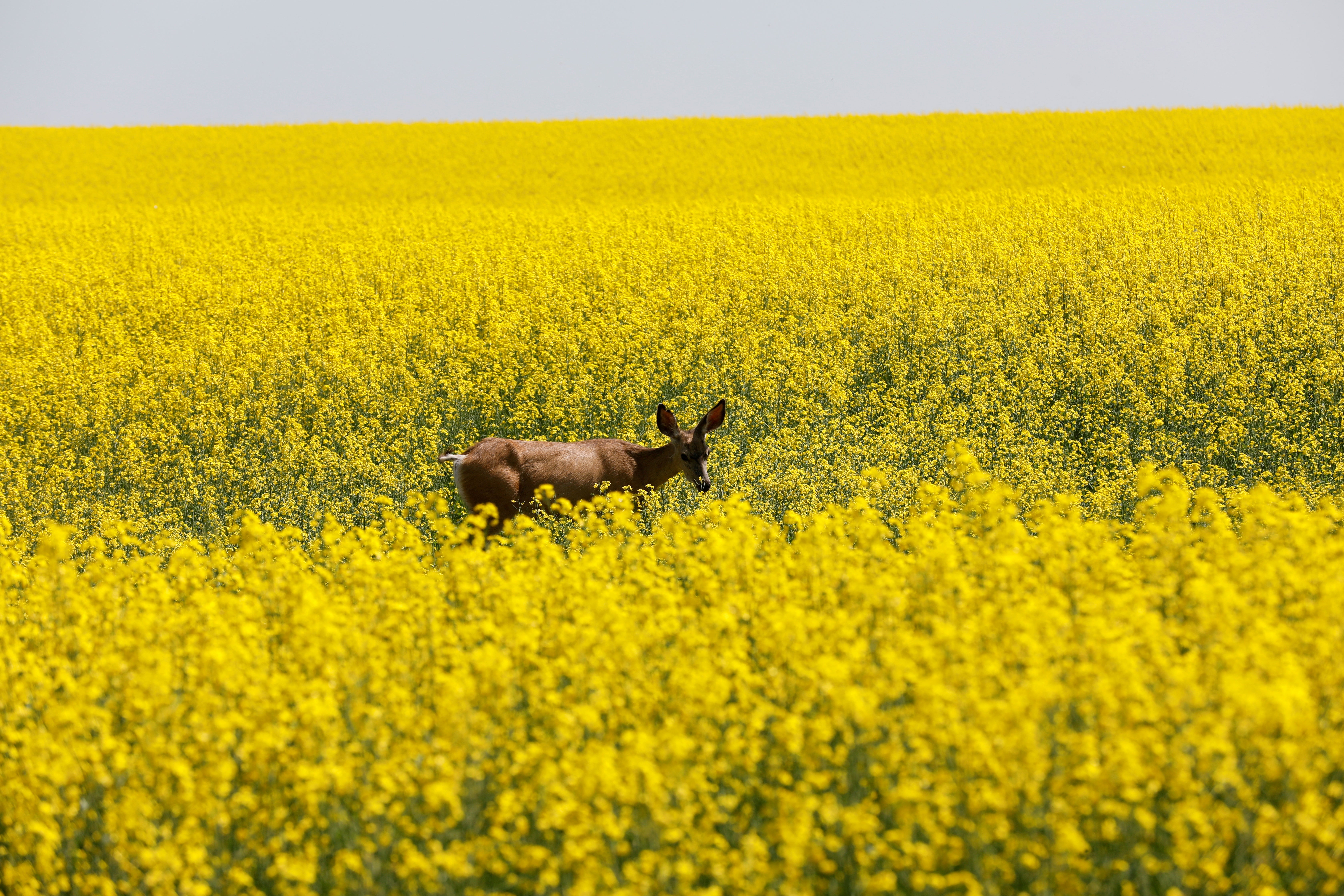 File: A deer feeds in a Western Canadian canola field in full bloom before harvest in rural Alberta, Canada