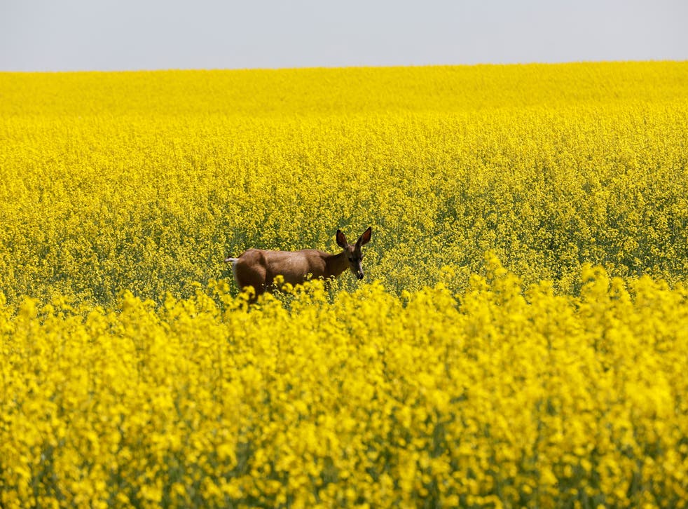 <p>File: A deer feeds in a Western Canadian canola field in full bloom before harvest in rural Alberta, Canada</p>