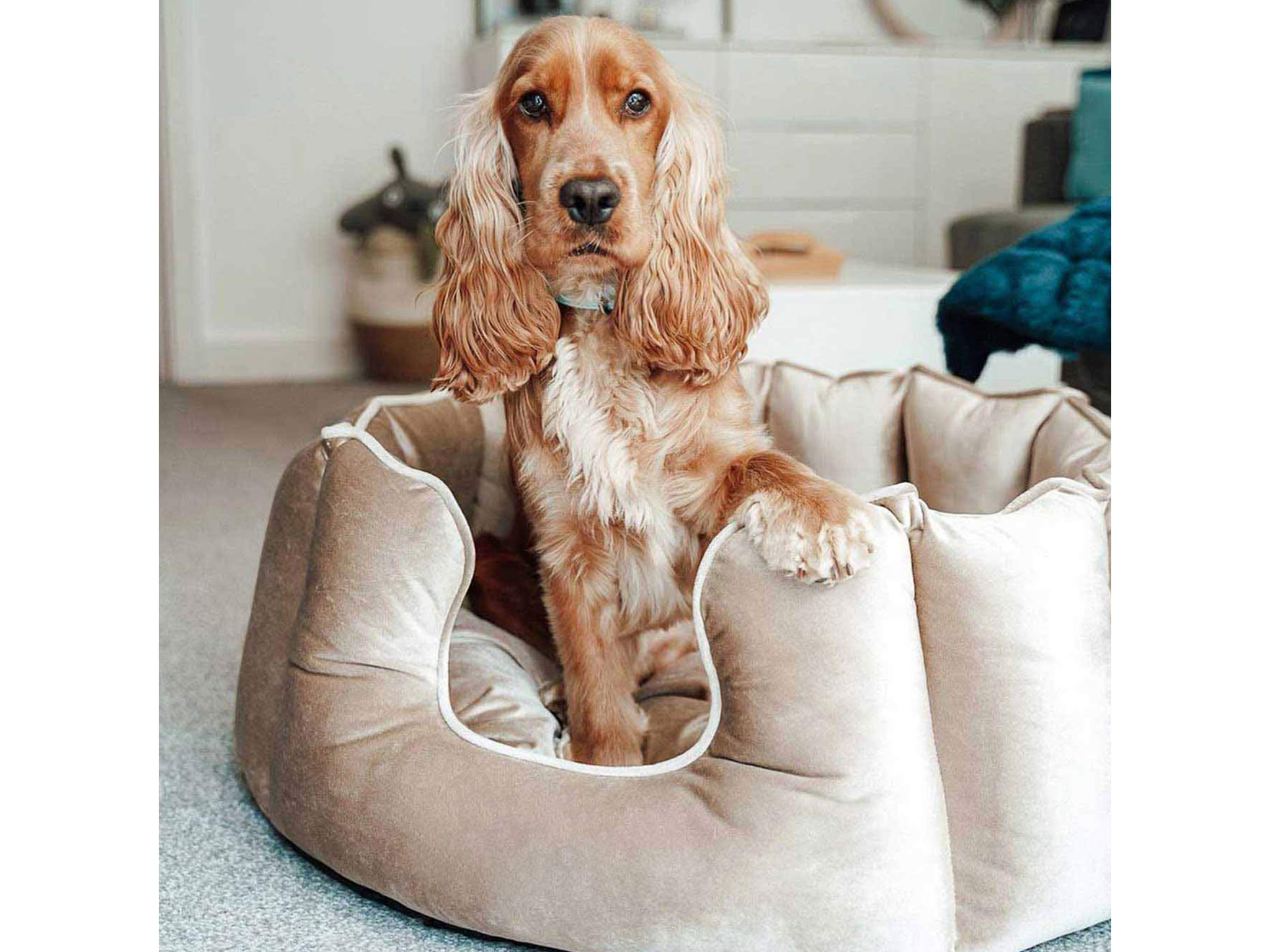 Mechanical Wash Sofa-Style Warm Soft Traditional Living Room Couch Pet Bed/Available in Multiple Colors & Styles BYHBU Pet Dog Bed 