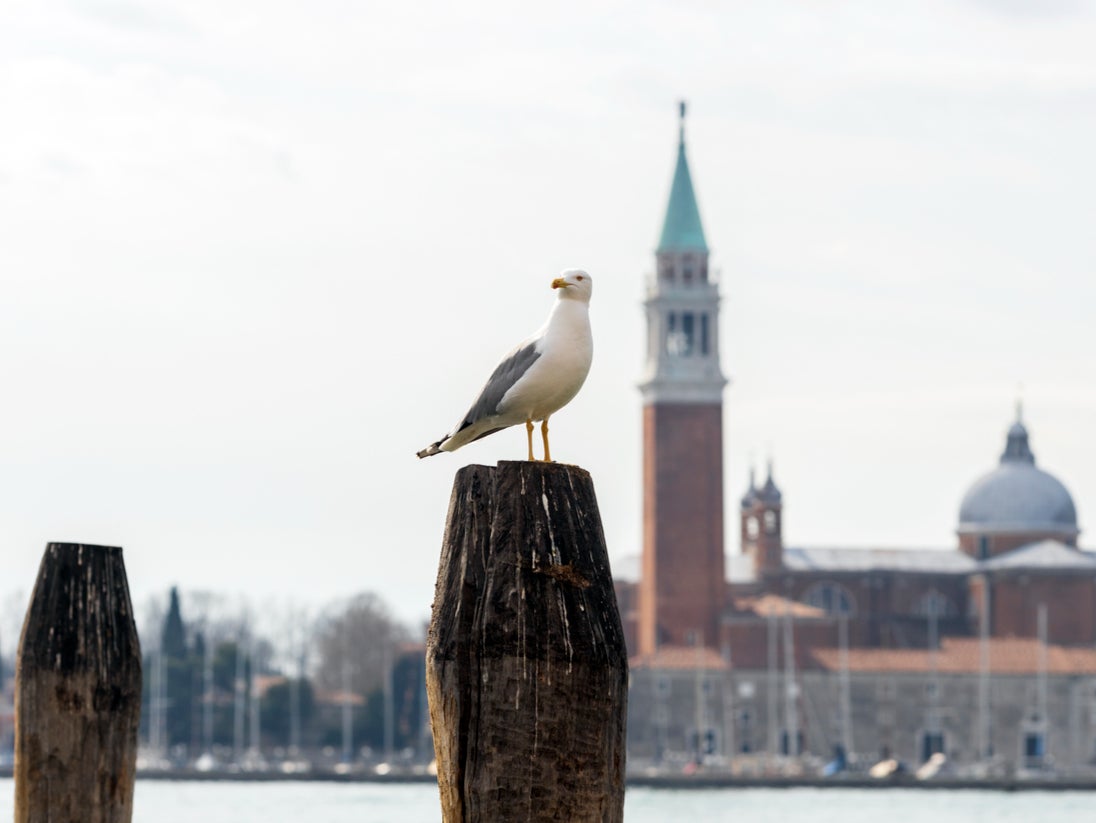 Gulls in Venice are proving a menace