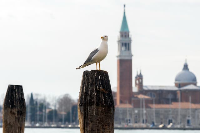 <p>Gulls in Venice are proving a menace</p>