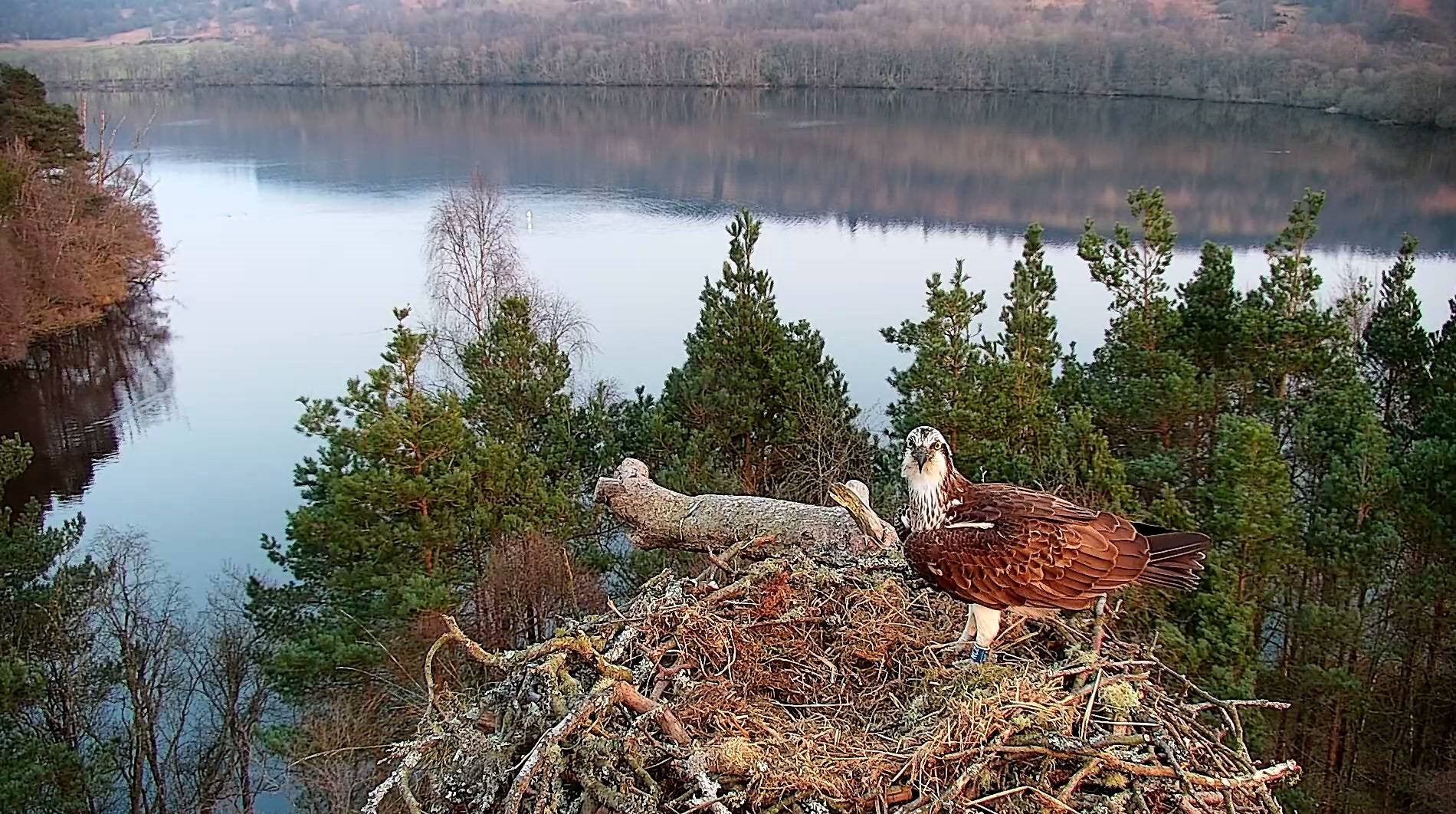 Female osprey NC0 on her nest at Loch of the Lowes wildlife reserve