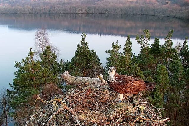 <p>Female osprey NC0 on her nest at  Loch of the Lowes wildlife reserve</p>