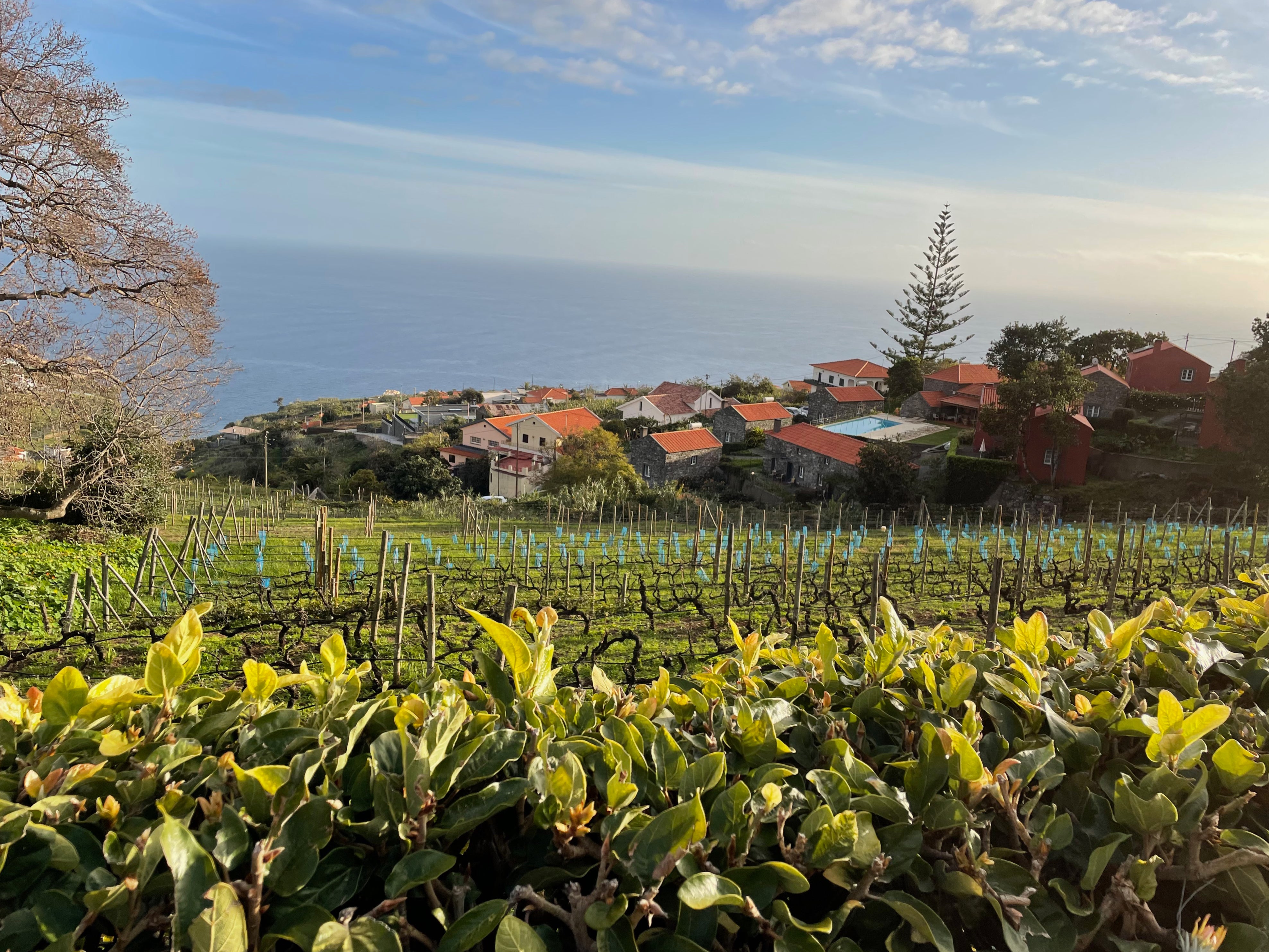 View from Quintas das Vinhas, Madeira