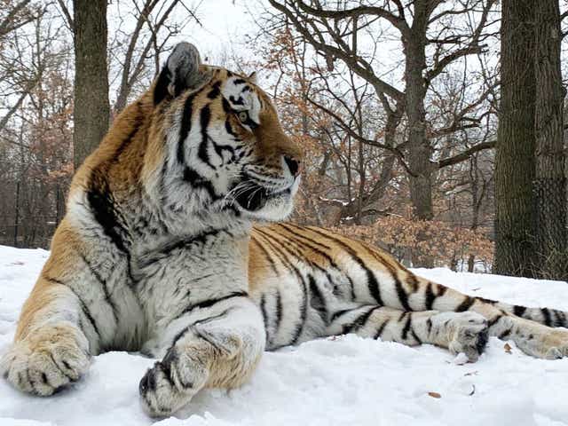 <p>Putin the tiger at Minnesota Zoo has died after suffering cardiac failure</p>