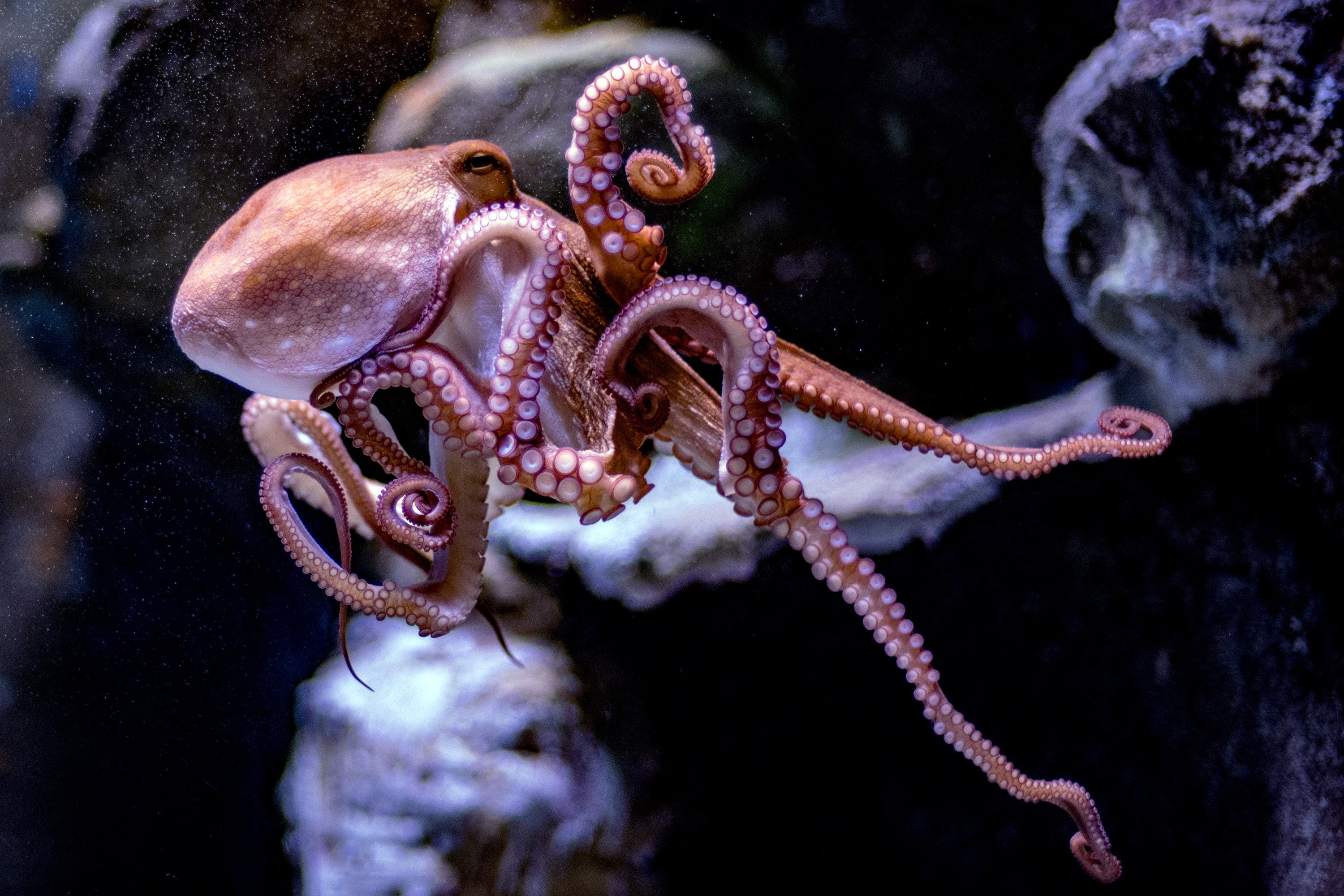 What is an Octopus in Betting?