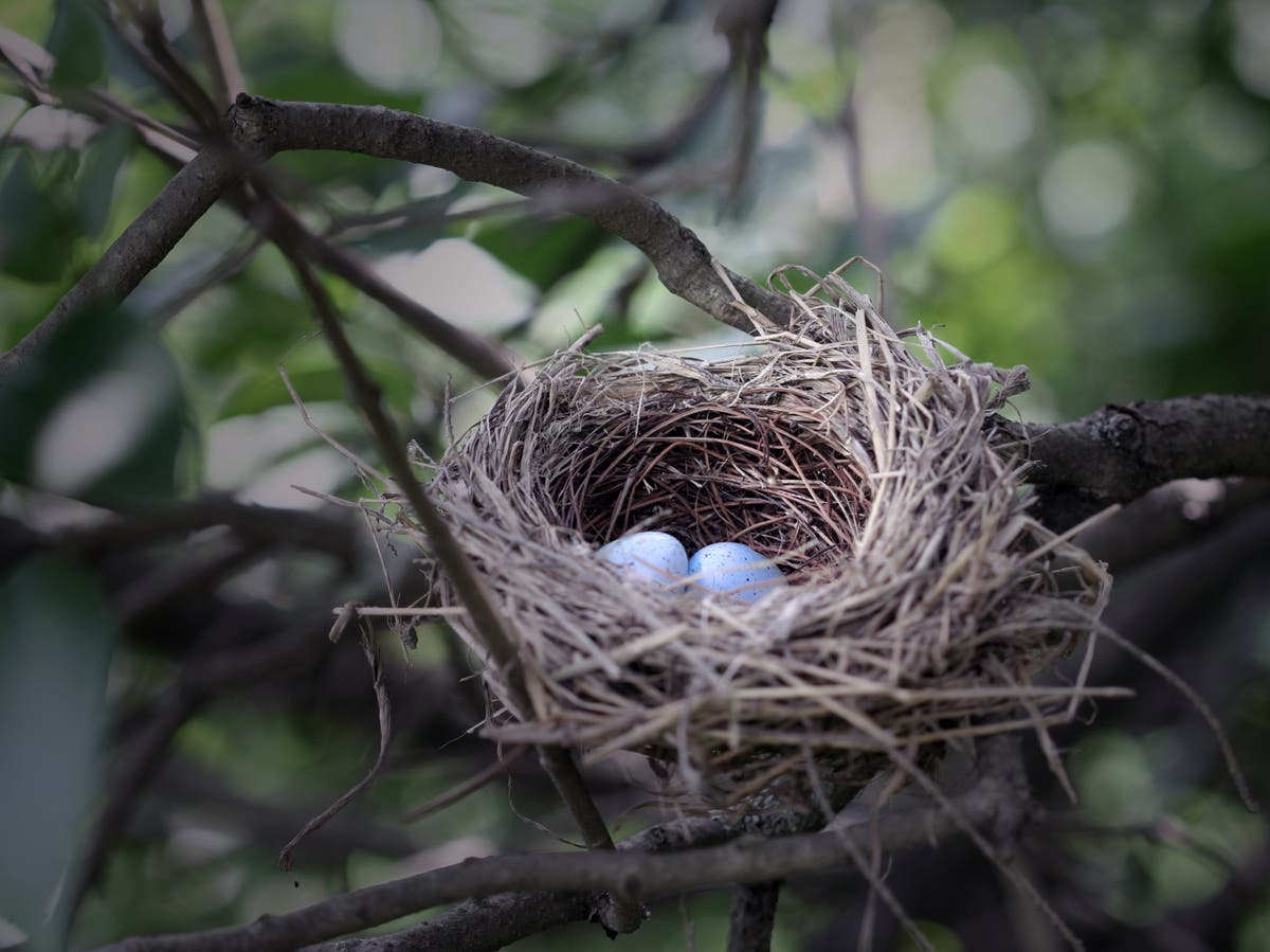 Climate crisis causing birds to lay eggs up to a month earlier than 100 years ago