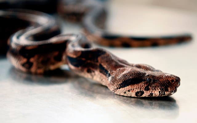 <p>A boa constrictor at the veterinary clinic of the Ministry of Environment in San Salvador on 11 September 2020</p>