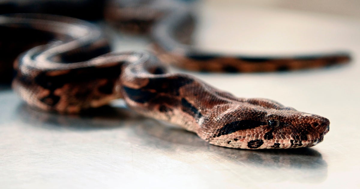 This is why boa constrictors can still breathe while squeezing the life out  of prey