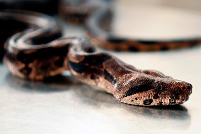 <p>A boa constrictor at the veterinary clinic of the Ministry of Environment in San Salvador on 11 September 2020</p>