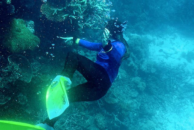 <p>This picture taken on 7 March 2022 shows a diver pointing out at coral on the Great Barrier Reef, off the coast of the Australian state of Queensland</p>