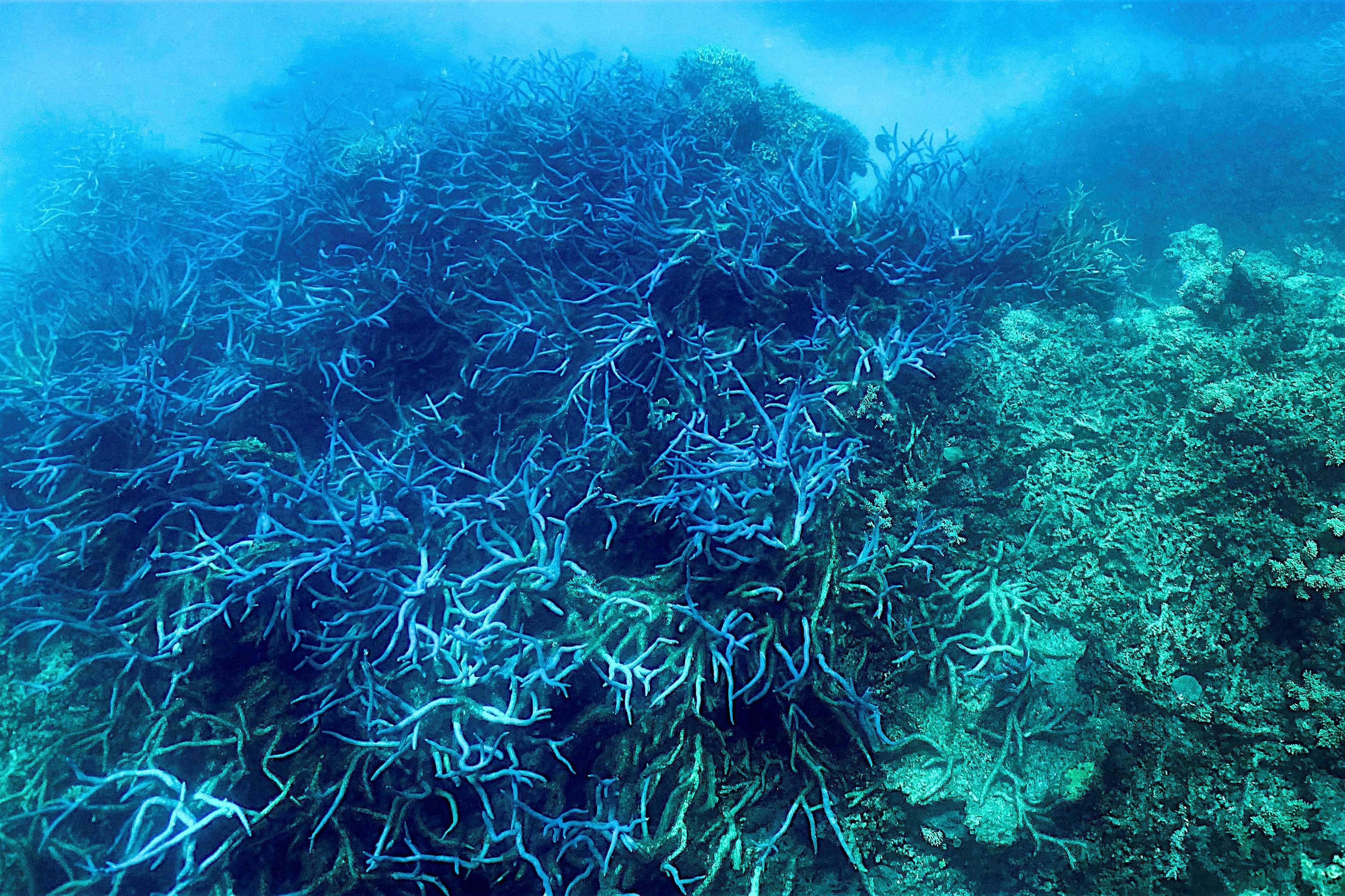 This file picture taken on 7 March 2022 shows the current condition of the coral on the Great Barrier Reef. The world’蝉 largest natural reef system is suffering a ‘mass bleaching event’ as coral comes under heat stress from warmer seas, reef authorities said on 25 March