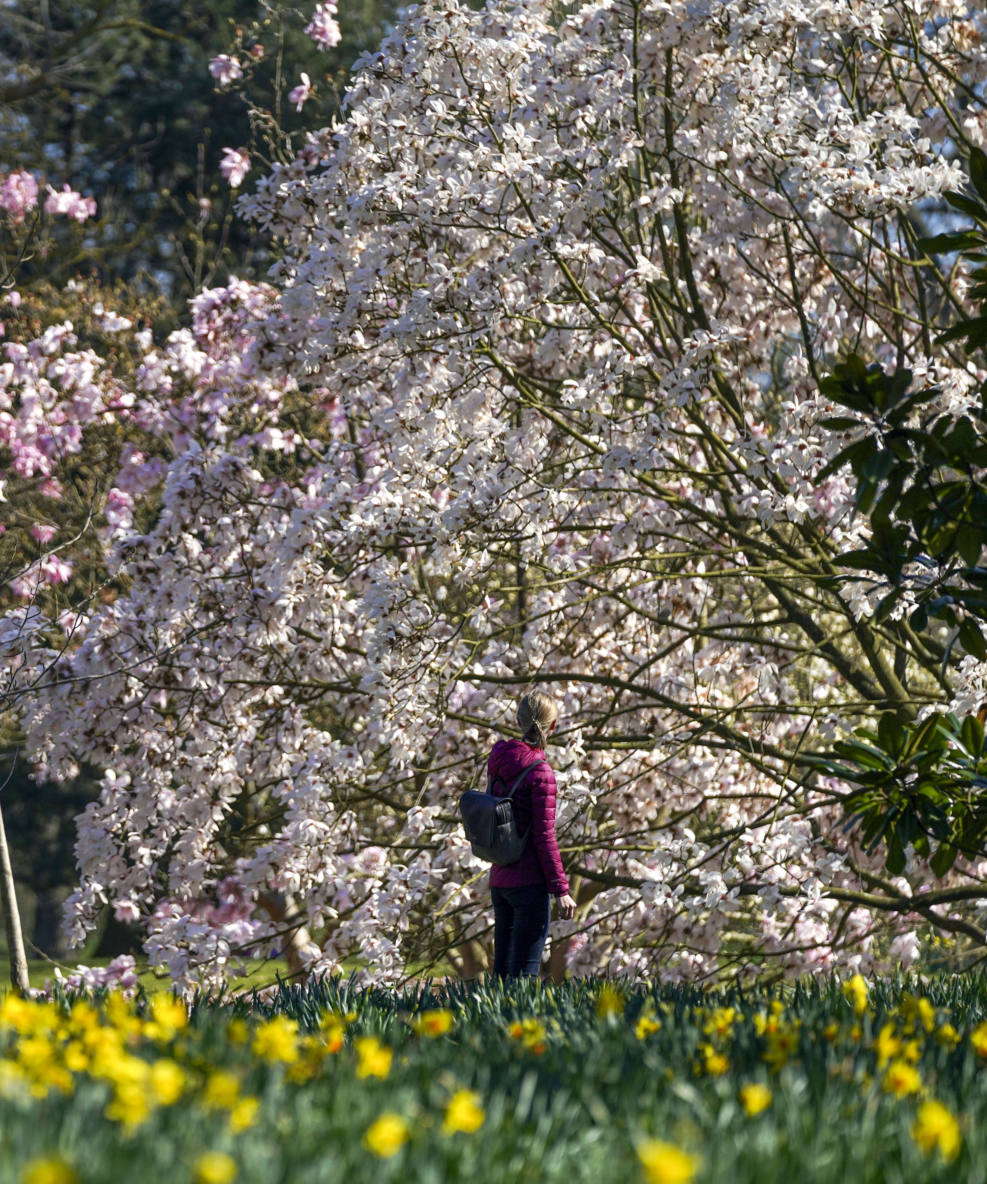 Magnolia trees in bloom at Kew Gardens, south-west London (Steve Parsons/PA)