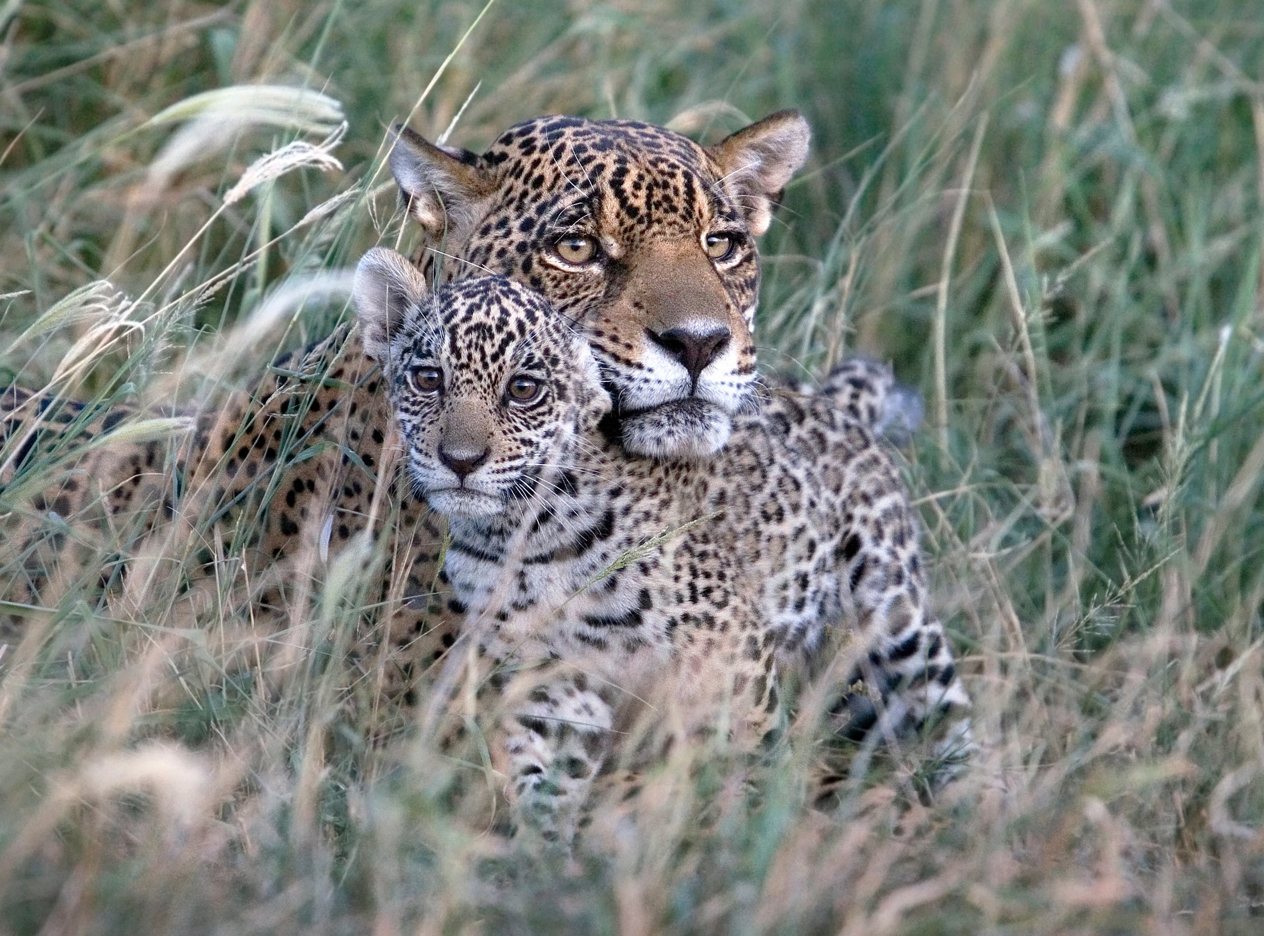 Kaaiyana the Jaguar and her cub