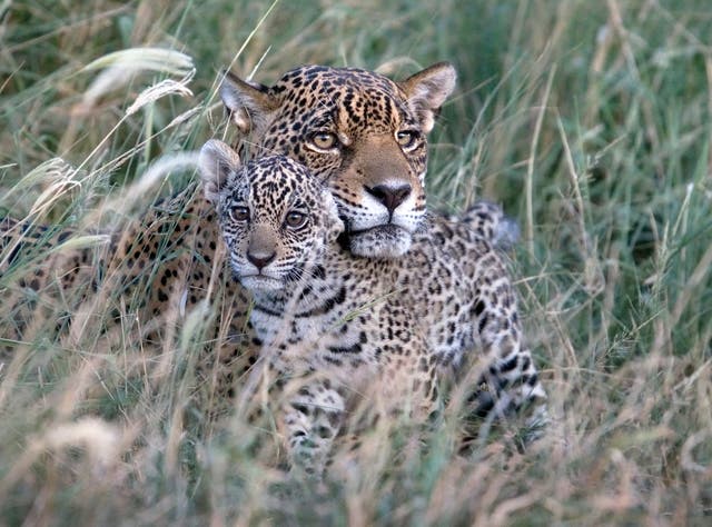 <p>Kaaiyana the Jaguar and her cub</p>