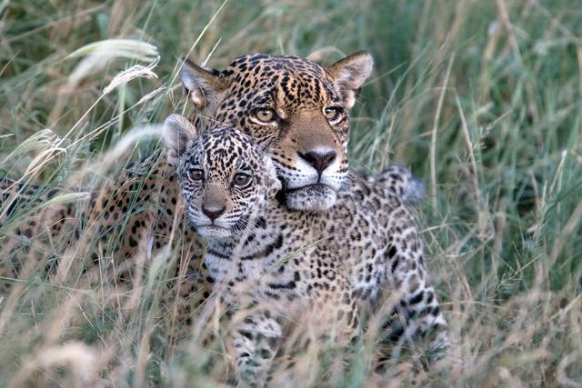 <p>Kaaiyana the Jaguar and her cub</p>