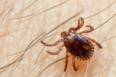 Man in Spain hospitalised with tick-borne viral disease ‘fatal in about 30 per cent of cases’