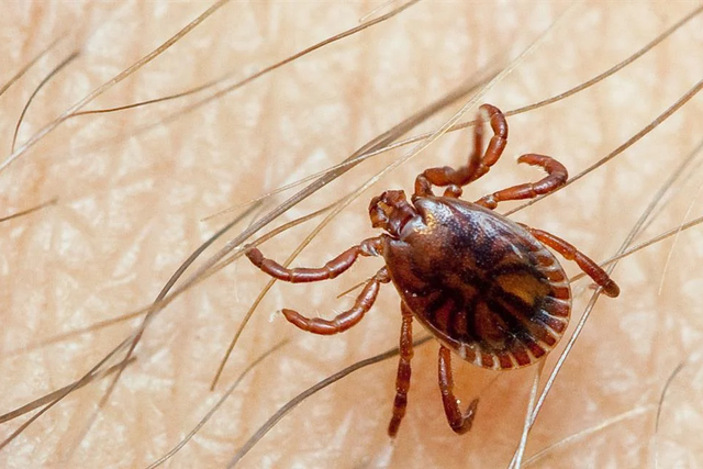 <p>The Hyalomma tick, which is the main carrier of the viral disease </p>