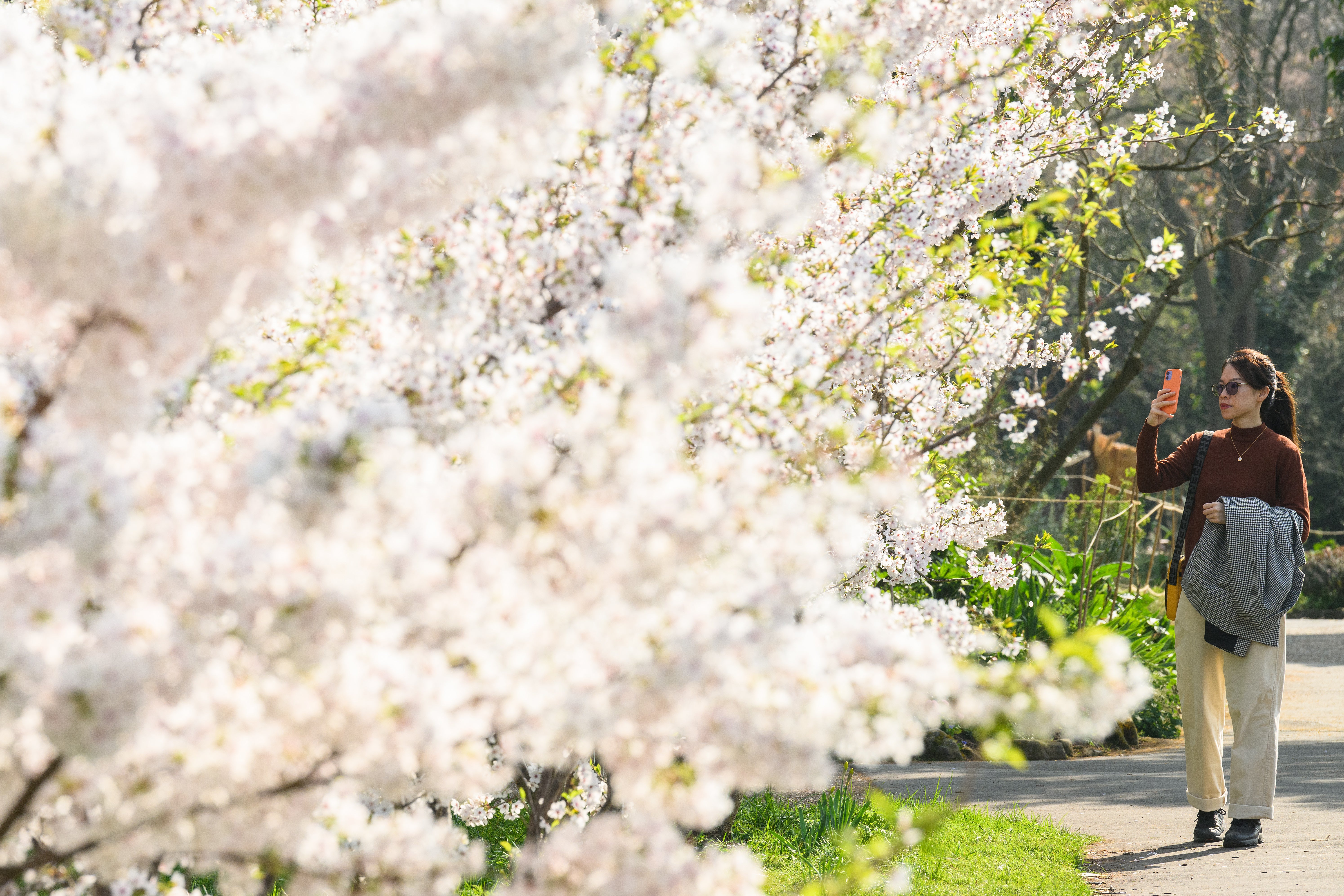 A woman takes a photograph of blossom on the trees in Regent’s Park