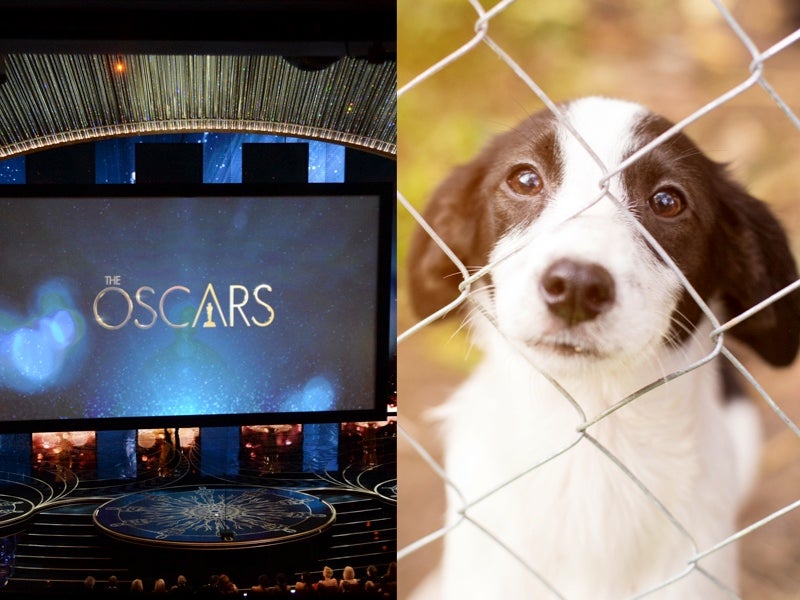 Vet company to donate $10,000 to animal rescues each time The Power of the Dog is mentioned at Oscars
