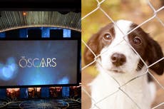 Vet company to donate $10,000 to animal rescues each time The Power of the Dog is mentioned at Oscars