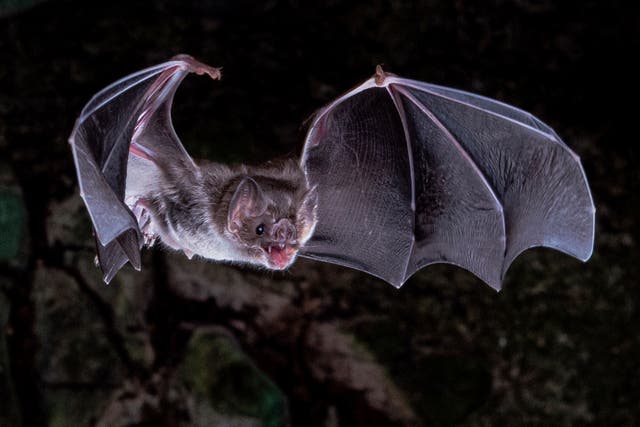 Vampire Bat