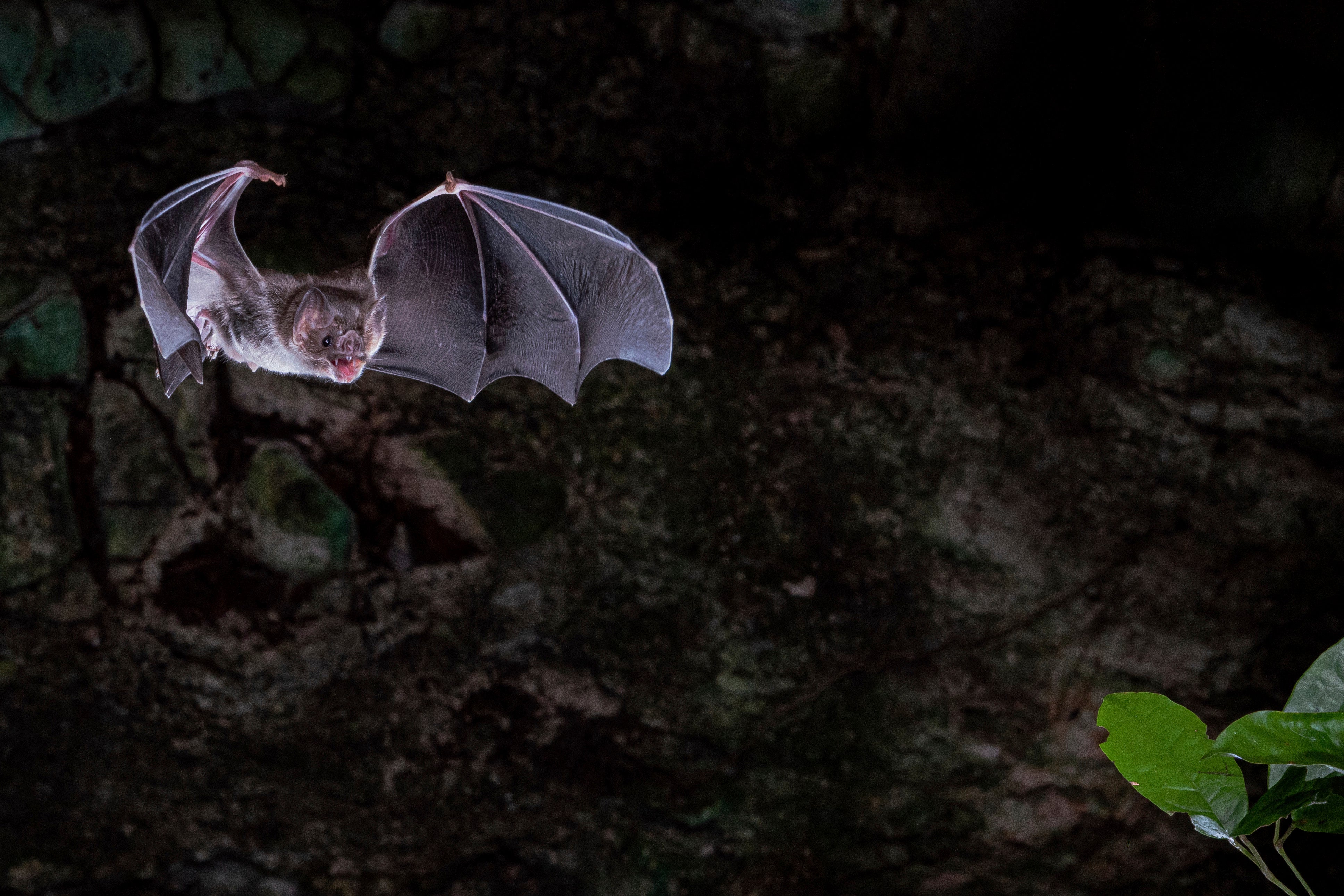Vampire Bat