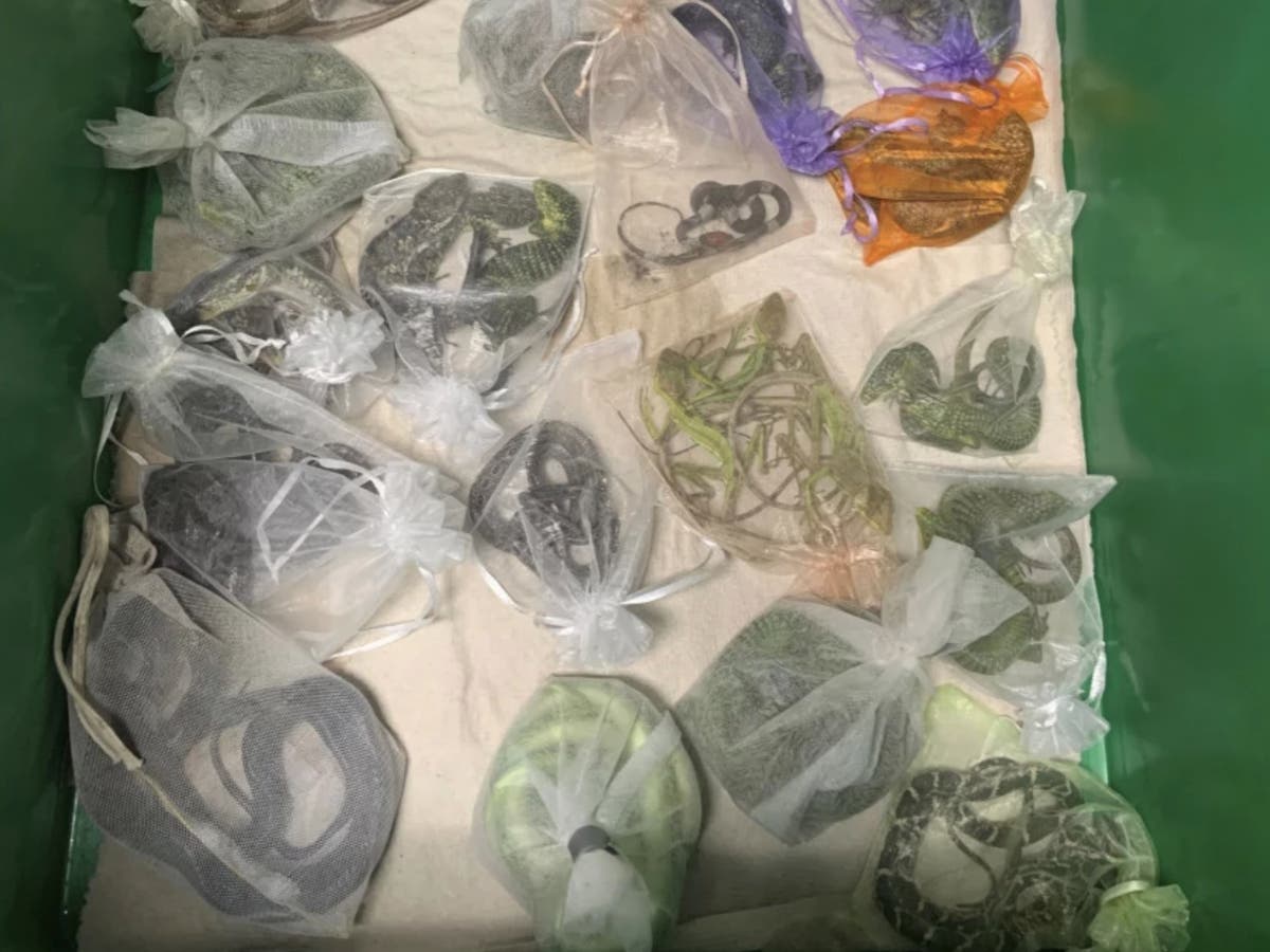Man caught with dozens of lizards in his clothes charged with smuggling 1,700 reptiles into US