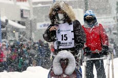 Iditarod punishes 3 mushers for sheltering dogs in windstorm