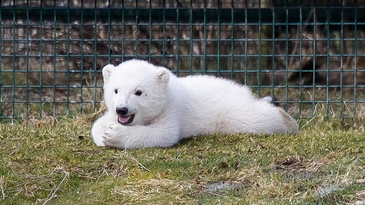 Polar bear cub named following birth at wildlife park in Scotland