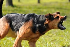‘Its jaws locked onto me’: How dog attacks became Britain’s unrecognised public health crisis