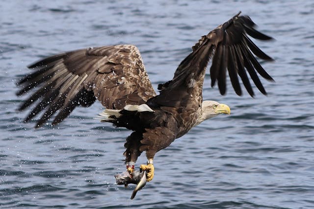 New study commissioned by the RSPB reveals economic benefits of sea eagle tourism on the Isle of Mull (Amanda Ferguson on behalf of RSPB/PA)