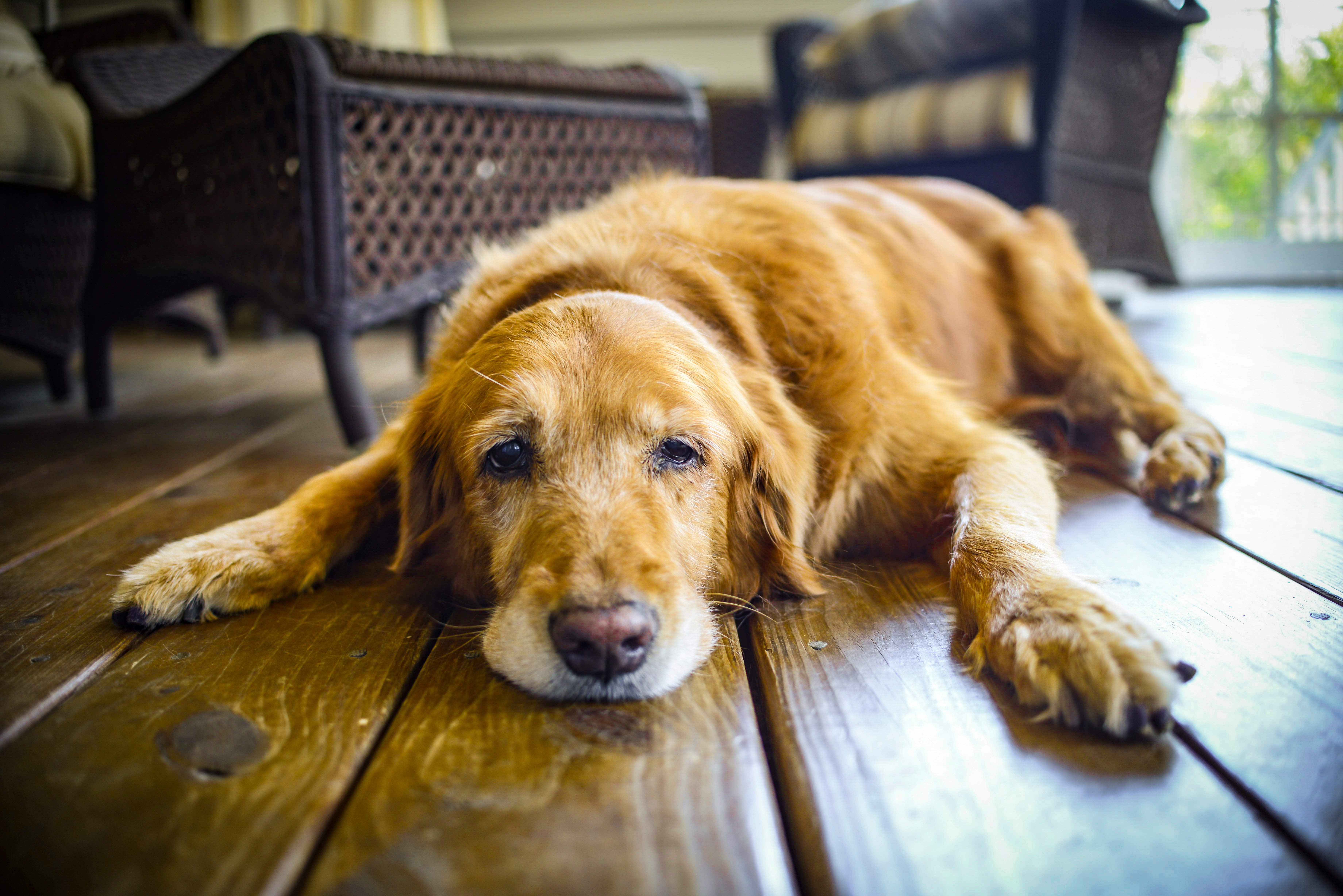 Bigger dogs have a shorter lifespan than smaller dogs