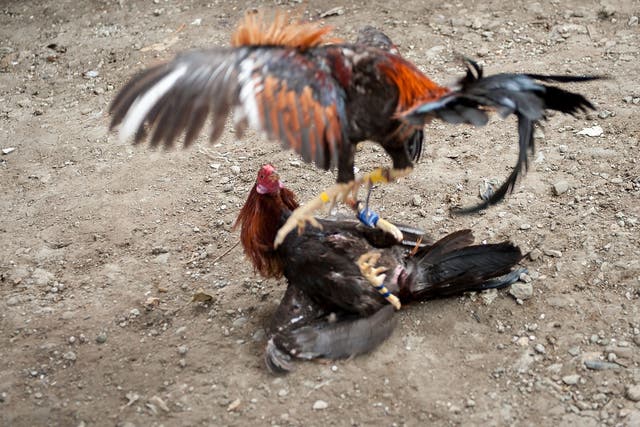 <p>Fighting cocks jump at each other, kicking out with the curved knives attached to their feet at San Andres Bukid on April 12, 2014 in Manila, Philippines</p>