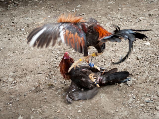 <p>Fighting cocks jump at each other, kicking out with the curved knives attached to their feet at San Andres Bukid on April 12, 2014 in Manila, Philippines</p>