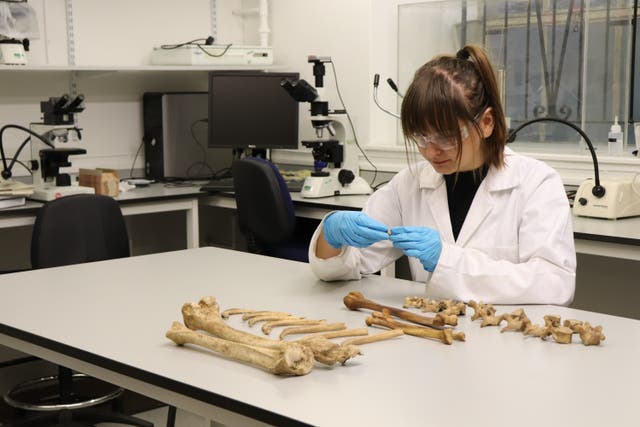 Dr Orsolya Czére examining bones ahead of isotope analysis (University of Aberdeen/PA)
