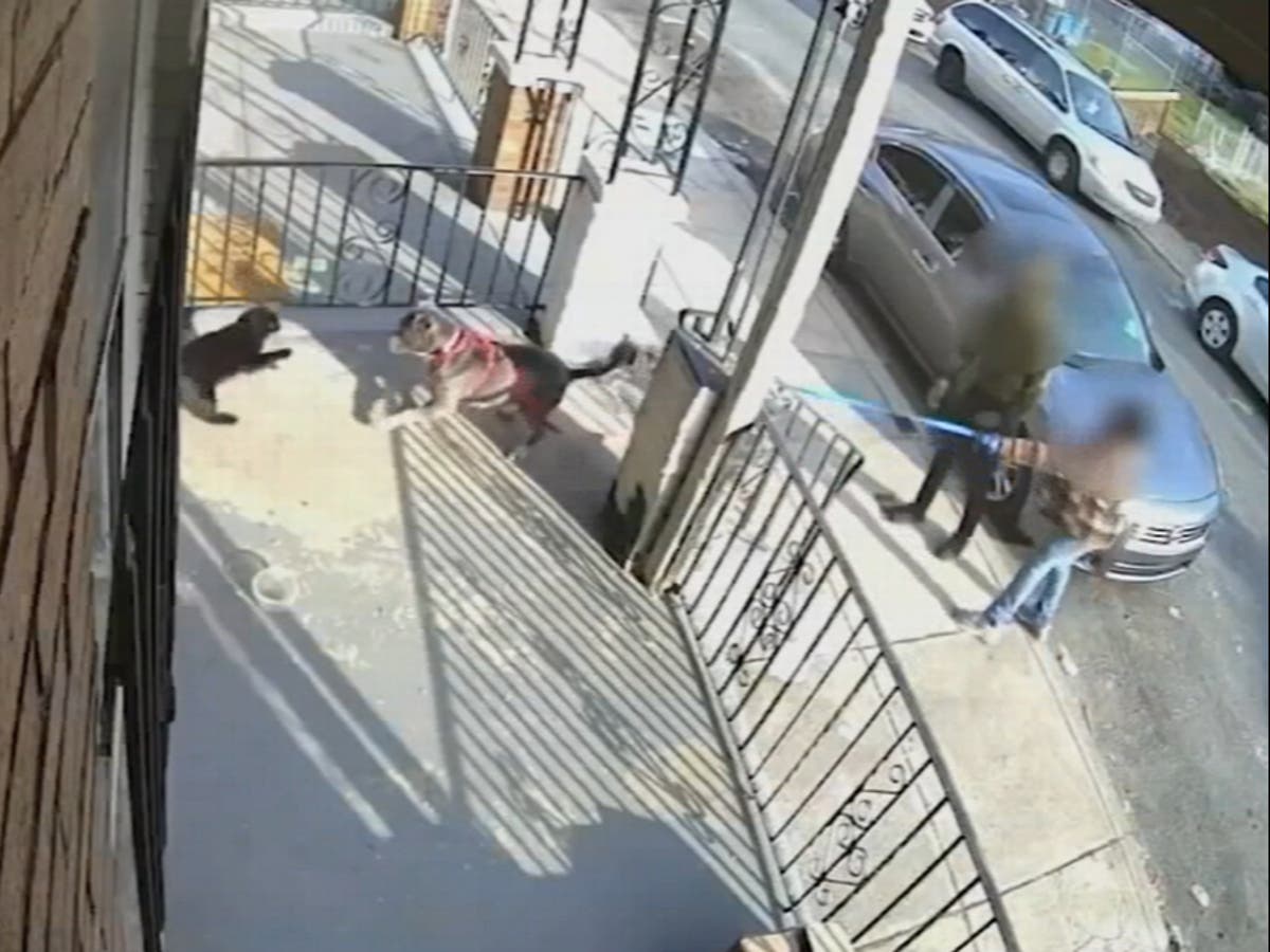 Two minors arrested over horror video of dogs being set to attack Buddy the cat